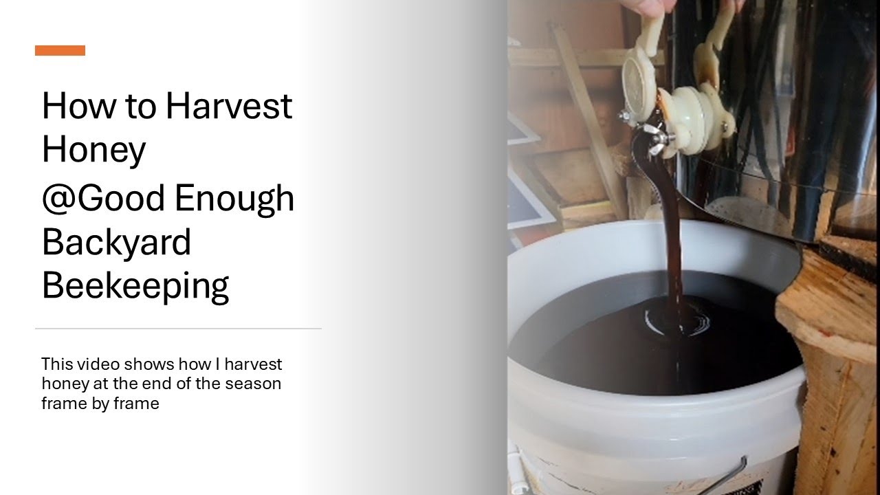 How to harvest late season honey
