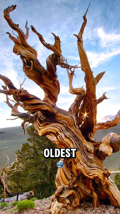 The Oldest Trees on Earth #shorts