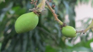 How to Force a Mango to Bloom
