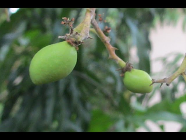 How to Force a Mango to Bloom
