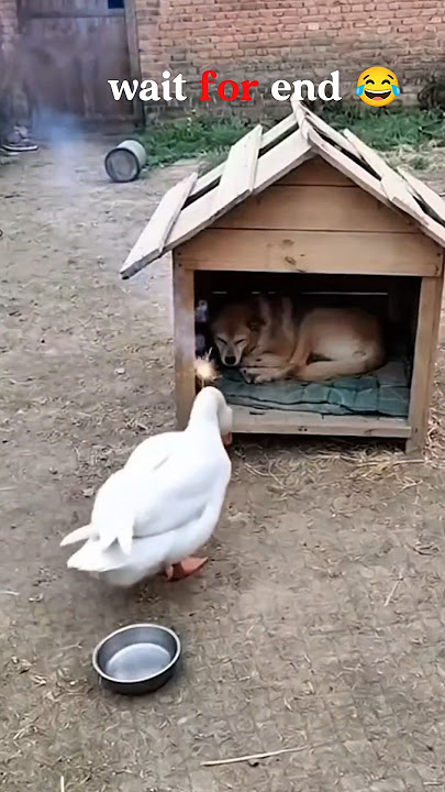 happy diwali status ! diwali status ! diwali special status #diwali #shorts #trending #viral #trend