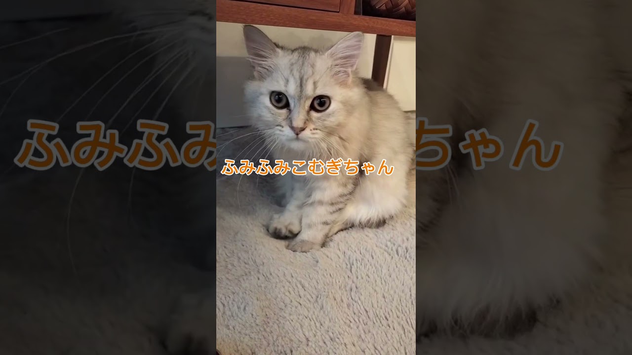 最近のこむぎちゃん記録🐈‍⬛ - YouTube