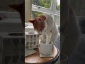 Cat loves to drink English tea each morning
