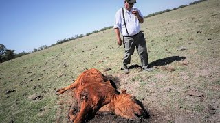 Argentinian farmers grapple with historic drought