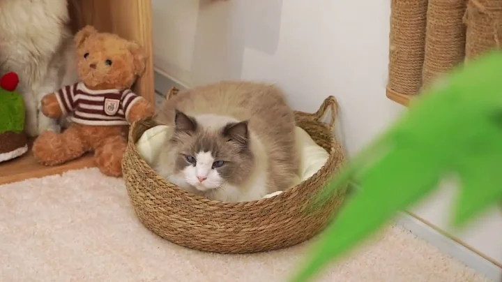 Amazon com   Nocciola 3 Pack Catnip Toys for Cats, Funny Cat Toys Filled with 100% Pure Organic Catn