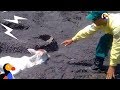 Animals Stuck In Mud Get Help From Brave Strangers | The Dodo