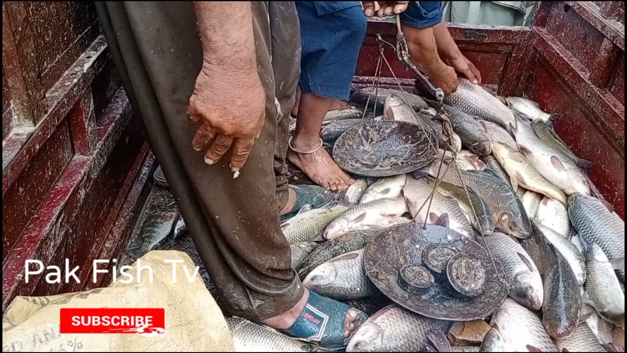 Today's Live Fish Is The Price Per Kg In Pakistan 2022 | دریا کی مچھلی تازہ شکار فی کلو ریٹ پاکستان