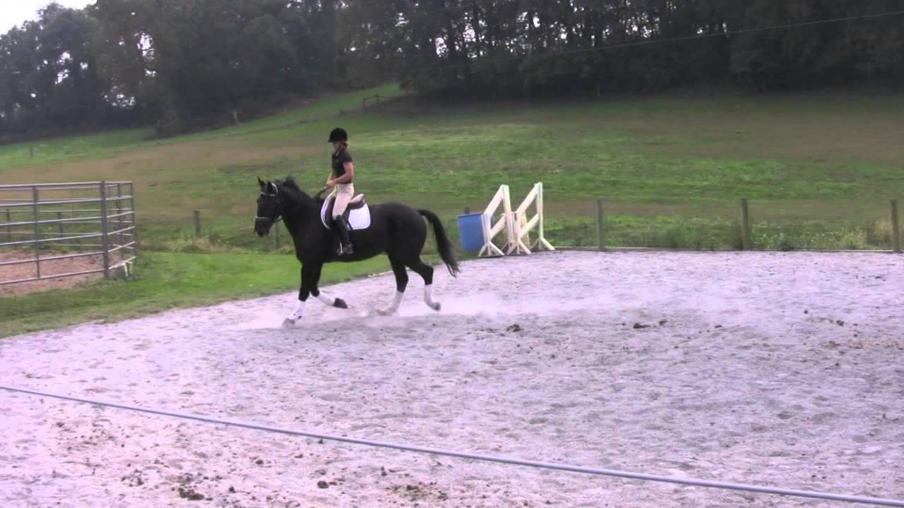 Fletcher For Sale/Brittanni Murry & Anchor Creek Farms YouTube