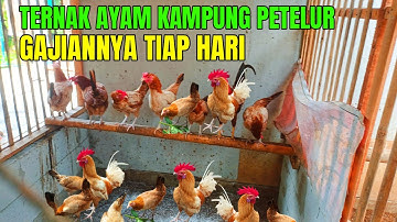 Gaji Harian 100 Ribu Dari Beternak Ayam Kampung Petelur 100 Ekor, Usaha Sampingan Di Sebelah Rumah