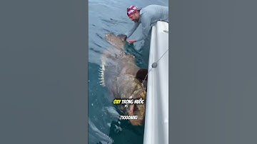 Vì sao cá có thể thở được dưới nước? 🌊🐠