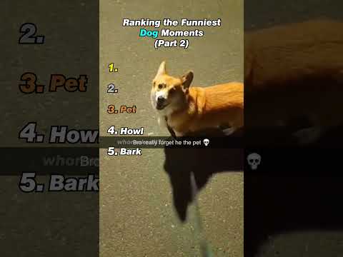 Ranking The Funniest Dog Moments Part 2 