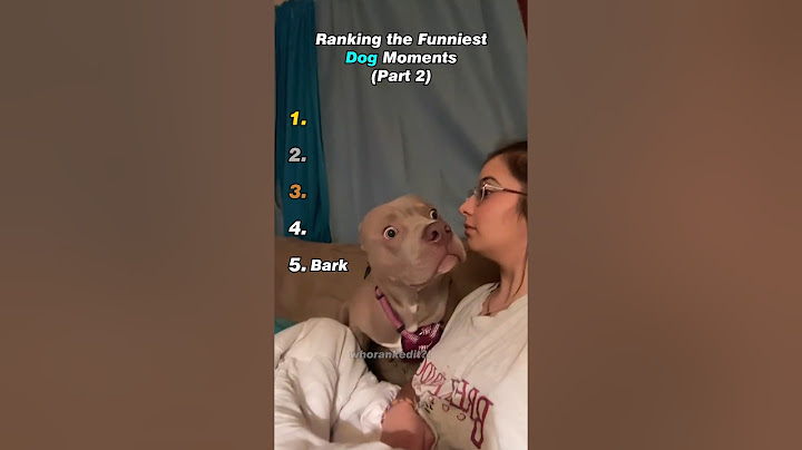 Ranking the Funniest Dog Moments (Part 2)