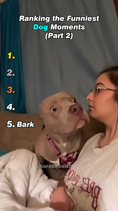 Ranking the Funniest Dog Moments (Part 2)