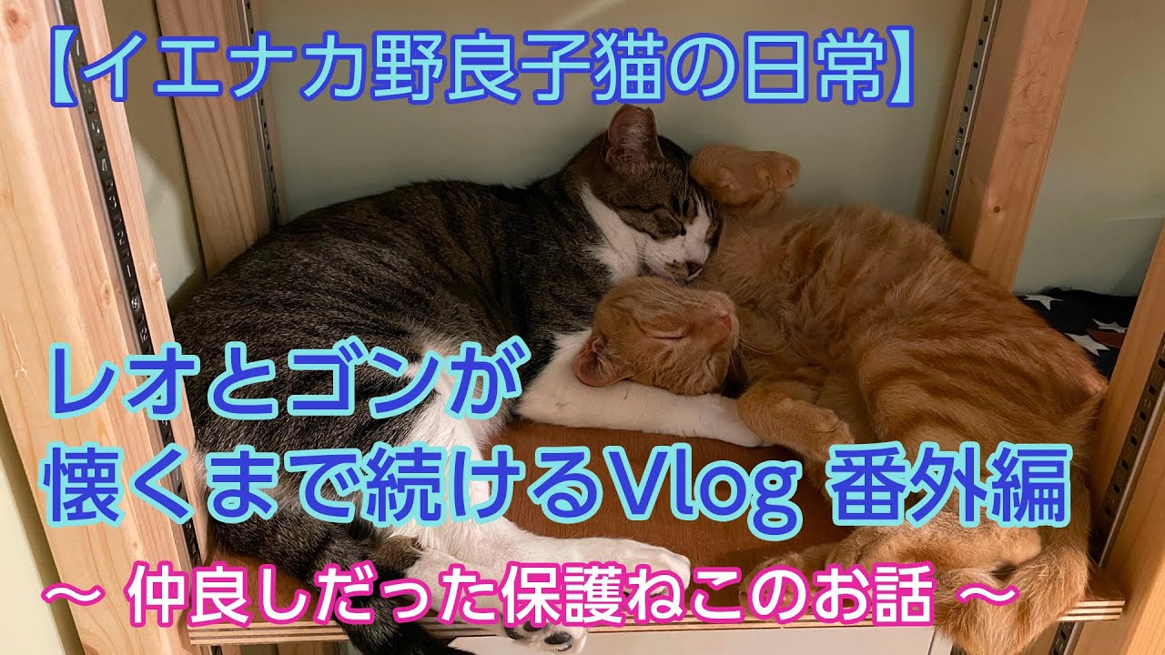 イエナカ野良子猫の日常 番外編 少し切ない先住保護ねこの話 Youtube