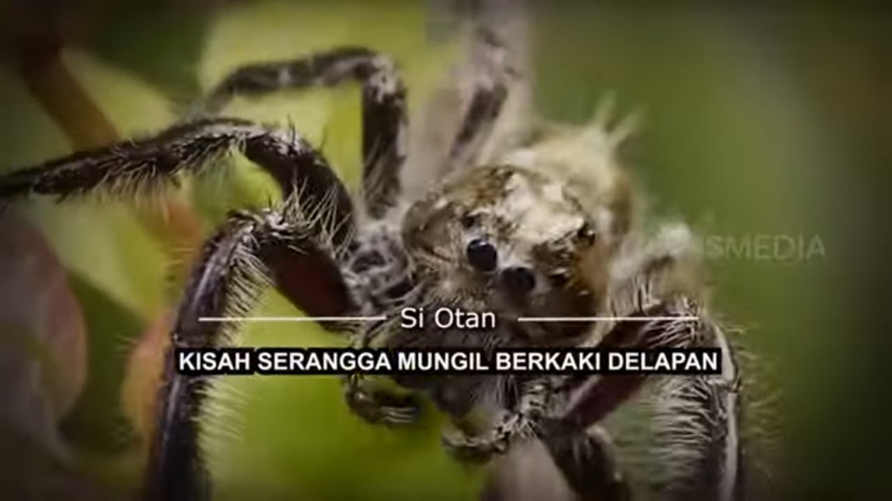 [FULL] Kisah Serangga Mungil Berkaki Delapan | SI OTAN (29/07/21) - YouTube