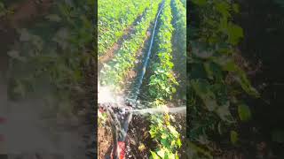 Kımıza Abone Olarak Bize Destek Olurmusunuzöy Şfet Şfet Şfet