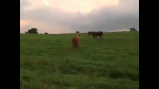 MOOOOOOOOOOOOOOO Mother F*cker