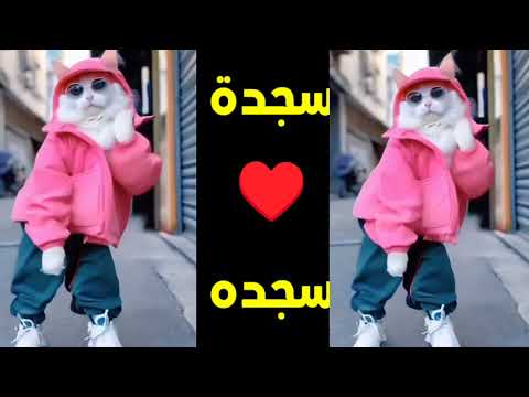 اغنية ساجدة اغنية باسم سجدة اغنيه بأسم ساجده قلبى سجدة السعودية مصر الجزائر المغرب ساجدة القطة