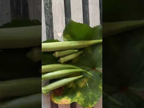 FRESH ORGANIC OKRAS FROM MY BACKYARD GARDEN 