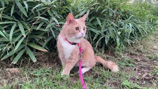 Medi Cat celebrates her birthday outdoors