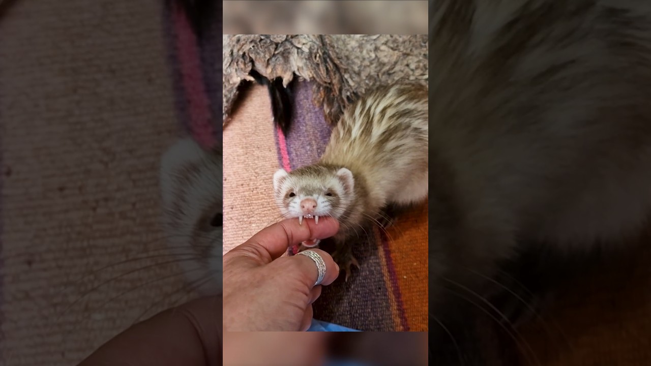 2 Reasons NOT to Get Ferrets as Pets
