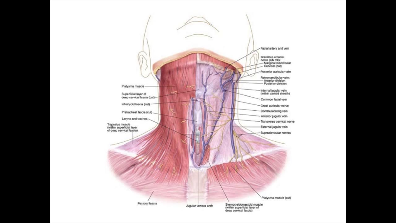 Строение шеи и горла спереди у женщин. Анатомия шеи человека лимфоузлы. Строение шеи и горла спереди у женщин. Женская шея анатомия. Строение шеи и горла спереди.