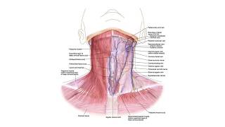 Anatomia De Cuello Parte 1