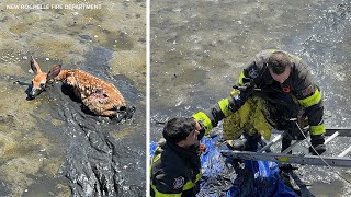 New Rochelle firefighters rescue deer that got stuck in the mud