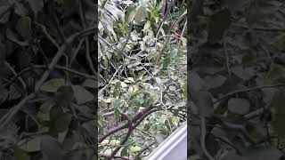 กระรอกนอยบนตนมะกด