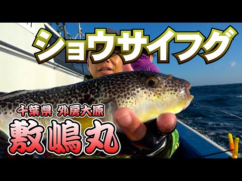 敷嶋丸・千葉県大原港・ショウサイフグ【釣りビジョン マガジン】