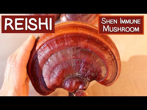 Reishi Mushroom, A Shen Tonic and Immune Modulator