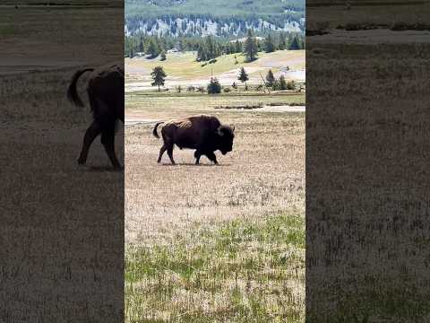 Majestic Wanderers: A Day with Yellowstone’s bison 🦬 #wildlife