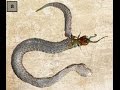 【閲覧注意】ヘビが生きてるムカデをそのまま食べた結果がヤバい・・・