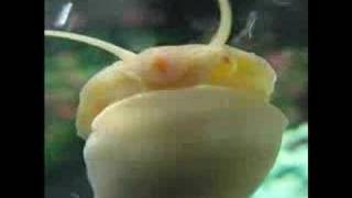 Hot Radula Action