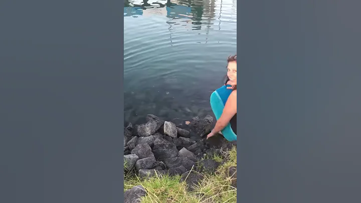 Stingray at gulf harbour