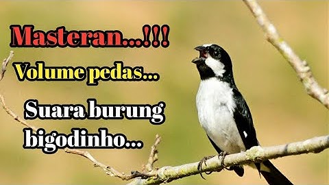 MASTERAN... SUARA BURUNG BIGODINHO,SUARA JERNIH,TEMBAKAN RAPAT DAN PANJANG...