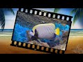 Эффект стоп - кадр  создающий фотографий из видео с разноцветными рыбками