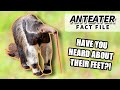 Anteater facts the worm tongue animal  animal fact files