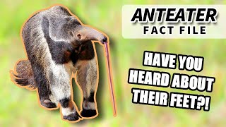 Anteater Facts: the WORM TONGUE animal | Animal Fact Files