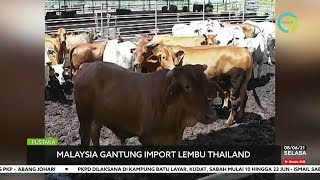 Malaysia Gantung Import Lembu Thailand