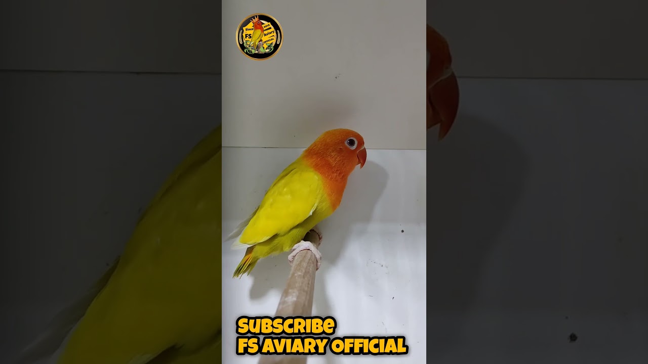 Green Opaline Palefallow B1 B2 | FS Aviary Official | FS 180 Ring Birds 