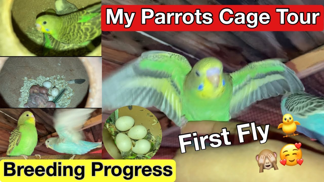First fly of my australian parrots 😲😍 || My parrots setup tour on house roof