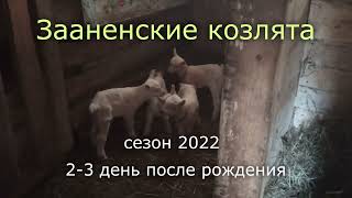 Первые зааненские козлята в 2022 г.