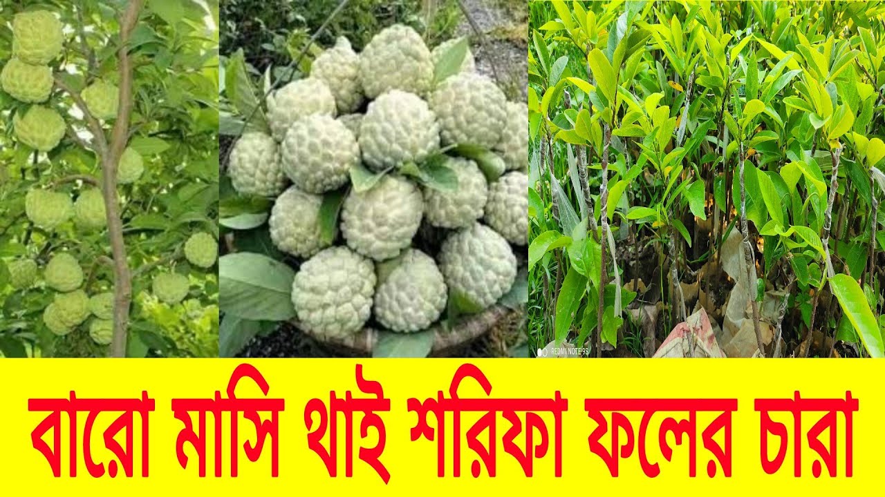 বারো মাসি থাই শরিফা ফলের চারা। মেওয়া ফলের চারা। আতা গাছের চারা।লাল ...