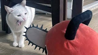 FUNNY CATS 2023 AND OTHER ANIMALS/10 MINUTES OF LAUGHTER/FUNNY ANIMALS 2023/THE BEST JOKES WITH CATS by Happy Day 157,234 views 11 months ago 10 minutes, 8 seconds