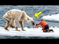 Un hombre ayud a un oso polar moribundo y entonces ocurri algo impactante