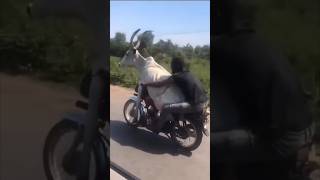 Корова На Мотоцикле 🐮🏍️ / +100500 #Shorts