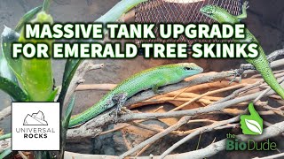 Massive Upgrade: Our Emerald Tree Skinks Habitat Transformation