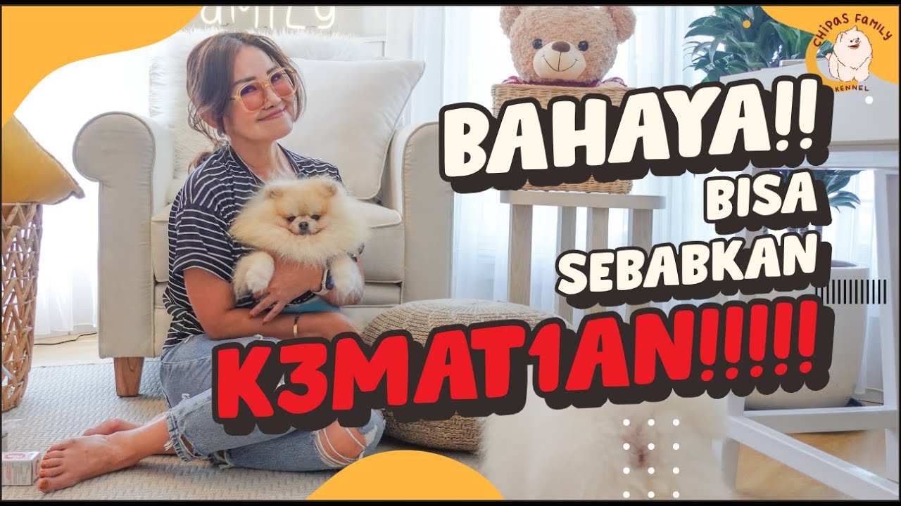 Bongkar Rahasia Tentang Perut Kembung Pada Anjing