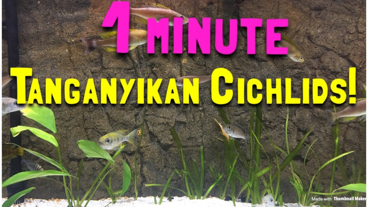 rockstar adventure race 1 Minute with Tanganyikan cichlids!